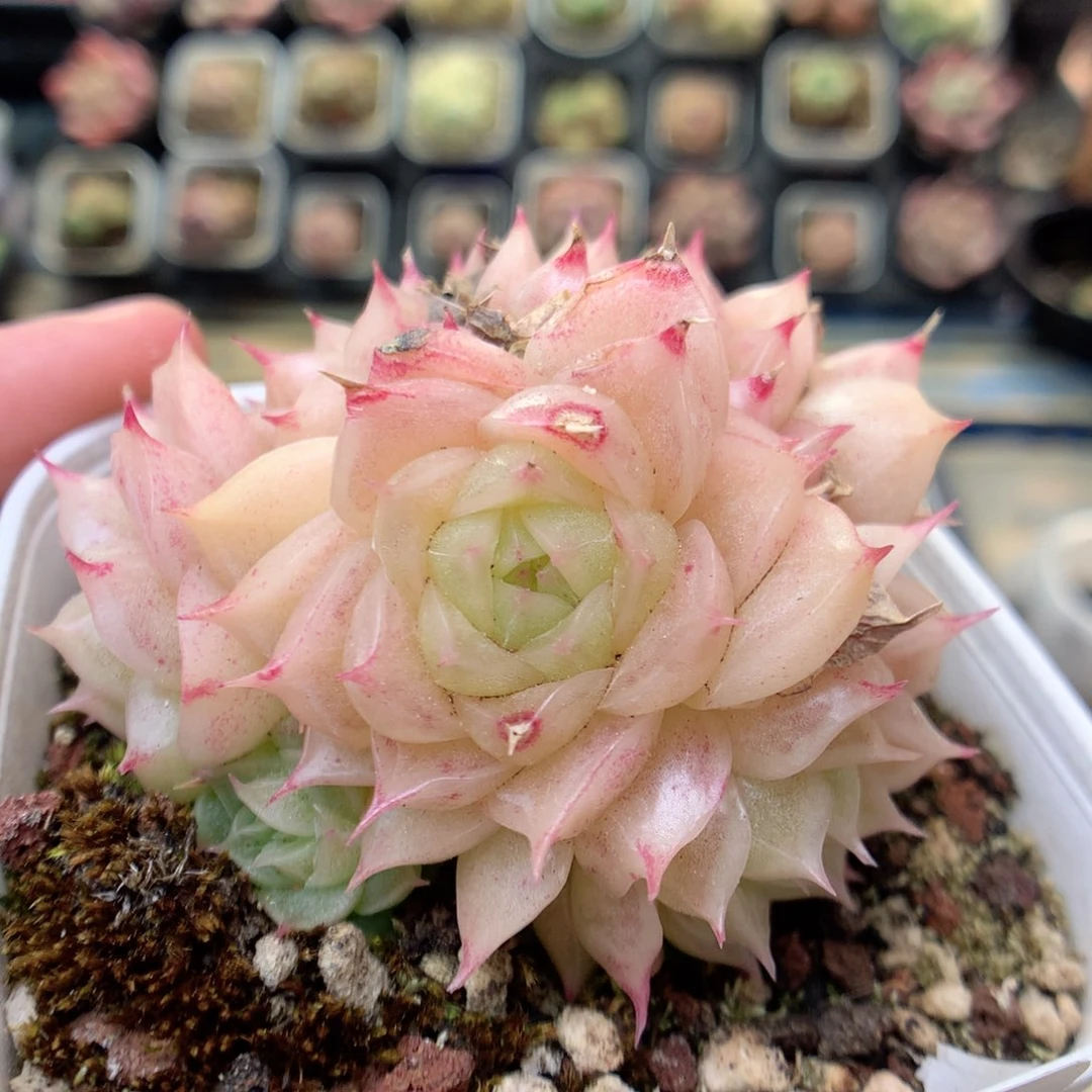 T28 ，20包邮两天凑单偏远不发货