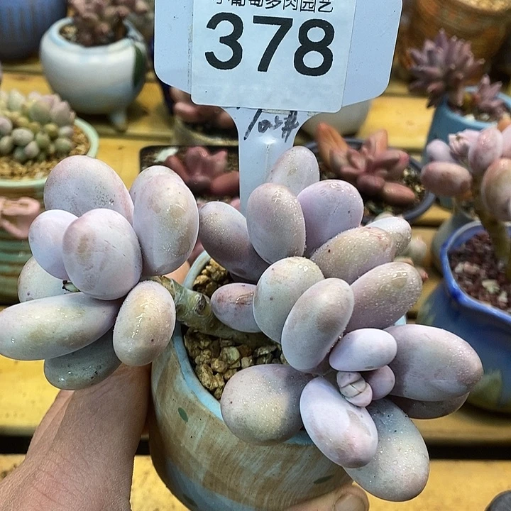 原始奶378号的啊啊啊多肉啊啊