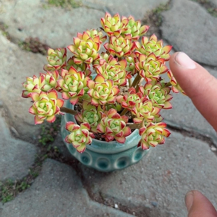 酥皮鸭带盆多肉植物