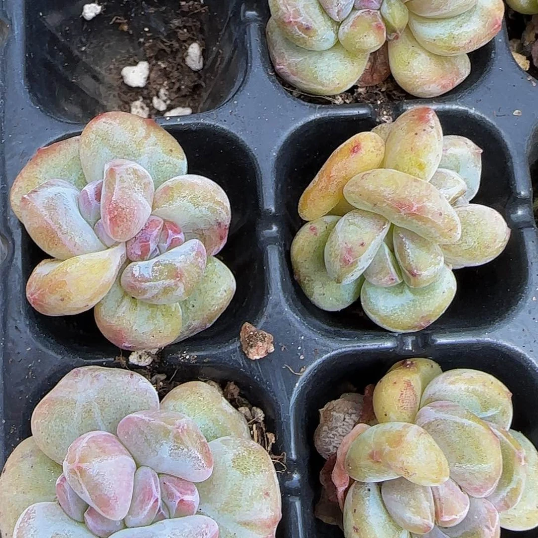 星影双头石化2颗一组