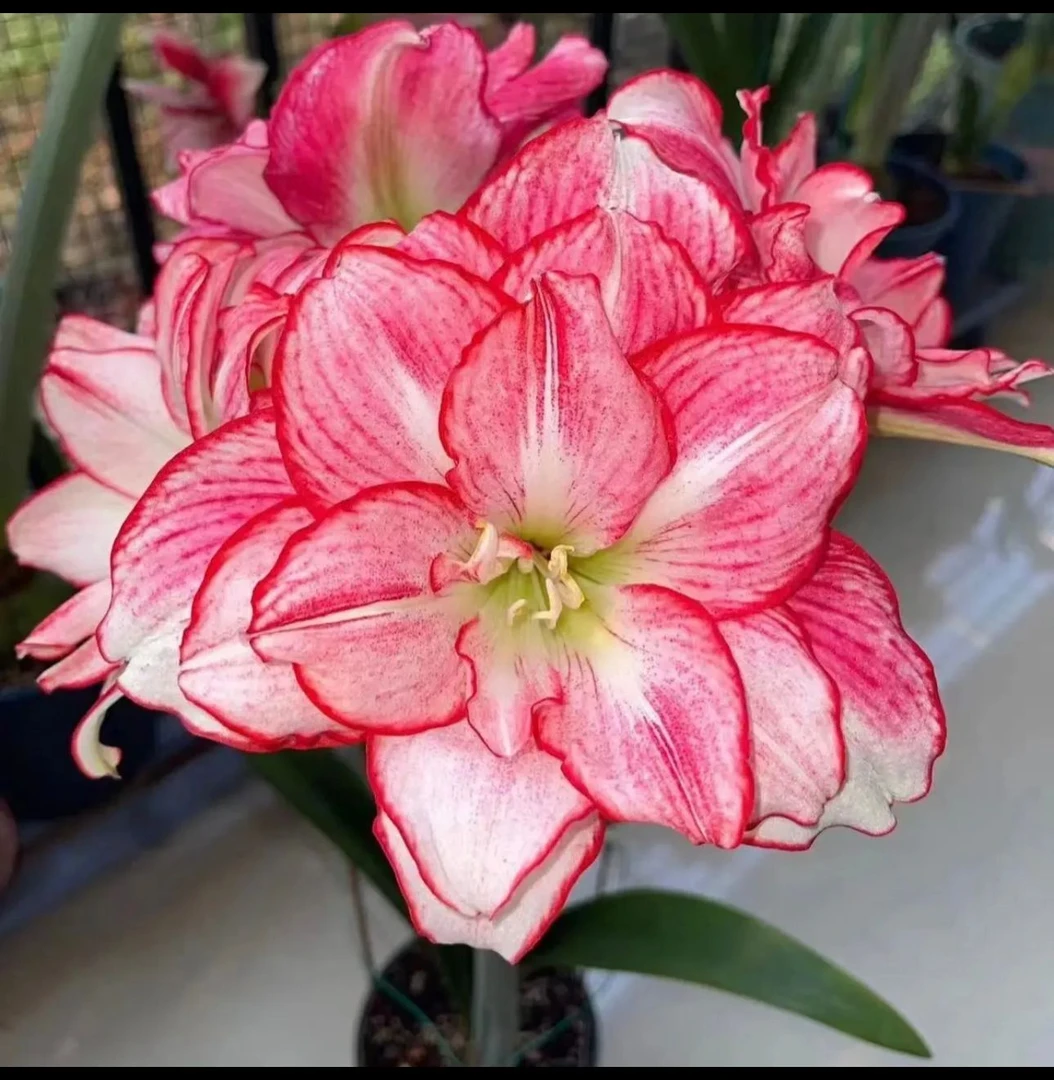 【安瑞亚】朱顶红种球5-6厘米