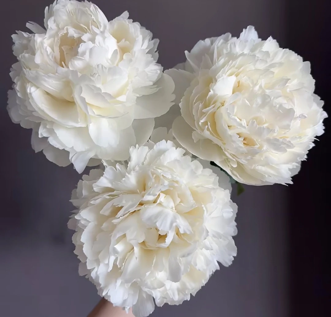 【山东盛世品牌】奶油碗品牌基地芍药花束顺丰快递山东芍药