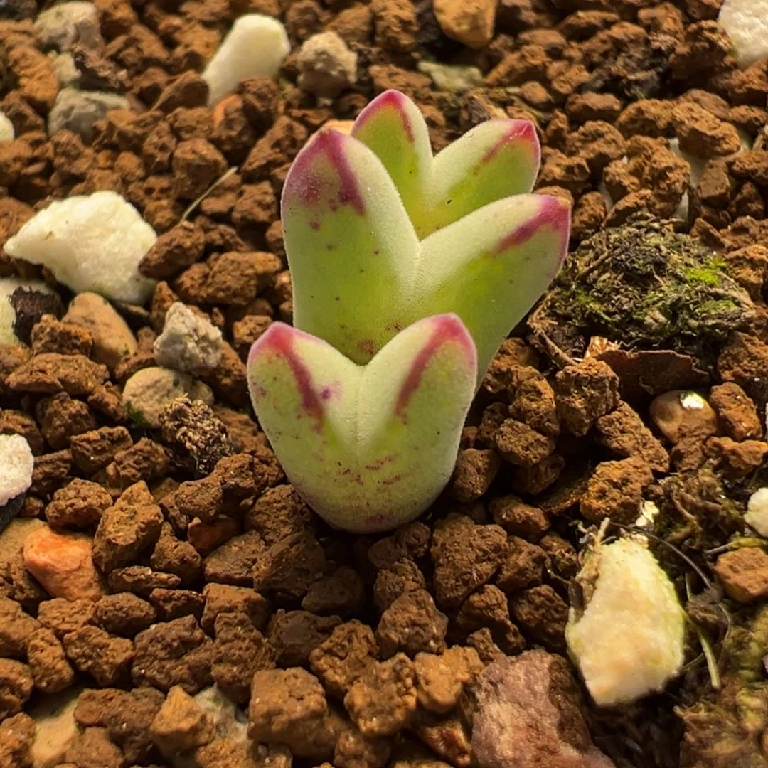 027多肉植物种类多样