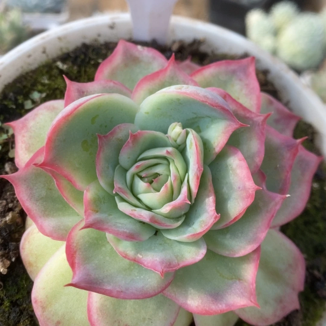 033侧影玫瑰锦锦锦锦锦锦