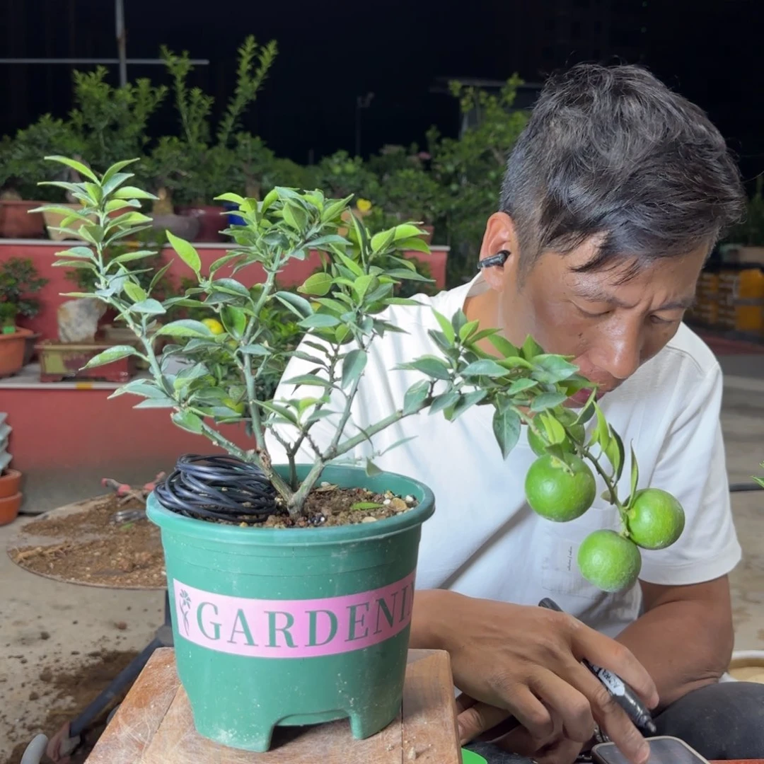 当前无花朵，栽培后可花朵人**律