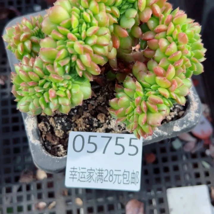 幸运儿是一位非常