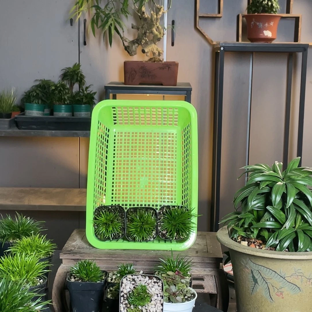 【闪购商品】不开花植物