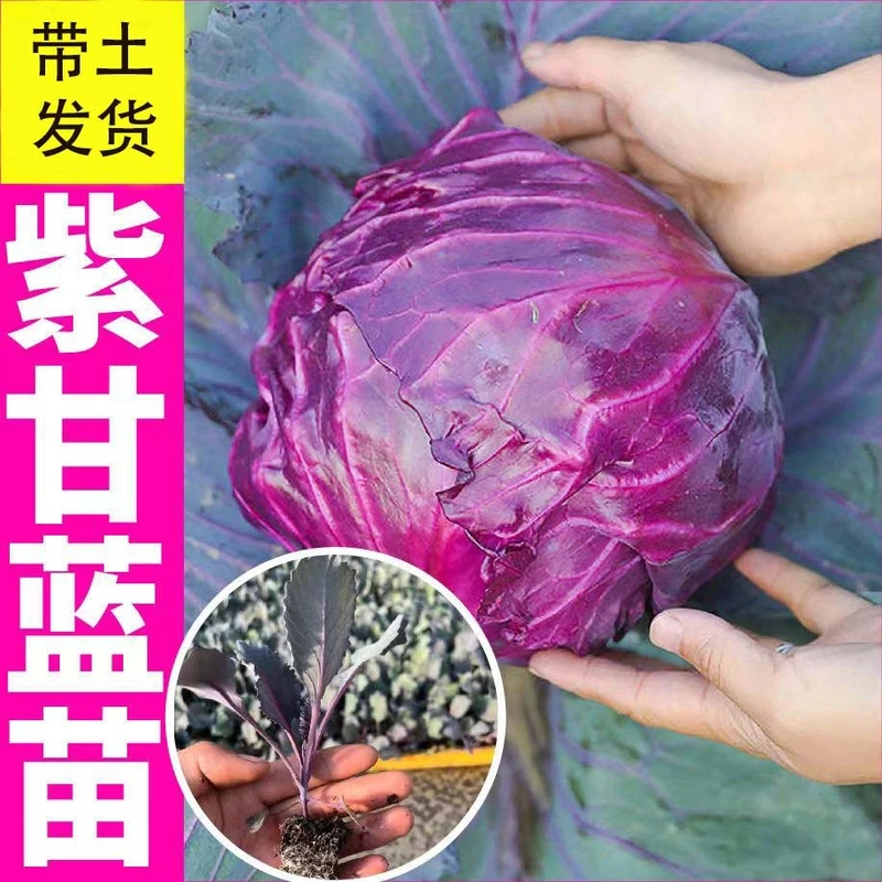 紫甘蓝苗优质种苗绿甘蓝苗紫包菜紫卷心菜绿包菜四季菜苗包菜秧苗