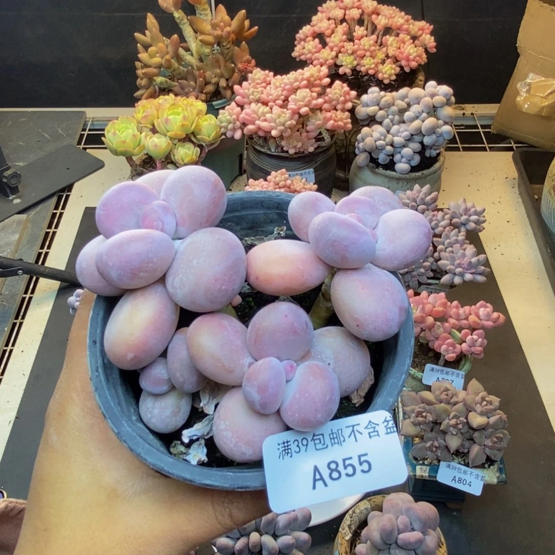 855水光针多肉9c m