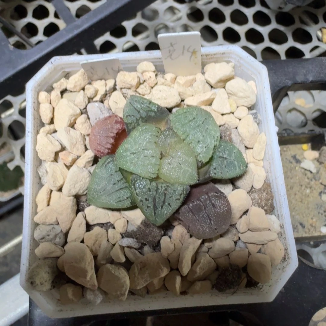 无花朵克里克特14苗