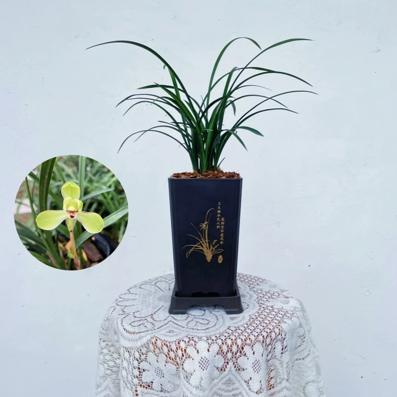 【宋梅】春兰精品兰花花卉绿植盆栽