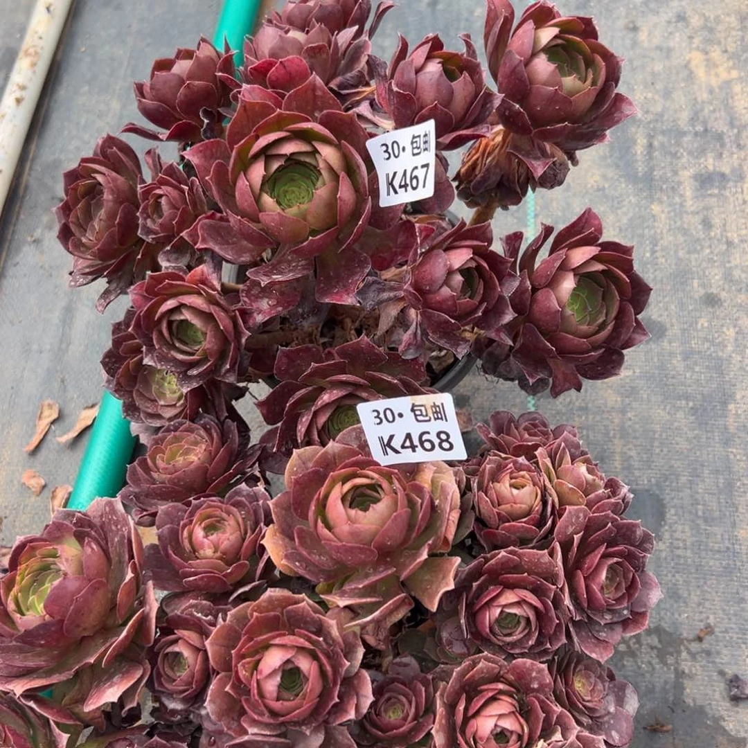 2颗沙拉碗，，满20包邮