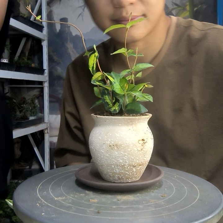 浓*谷中青园艺一物一拍4