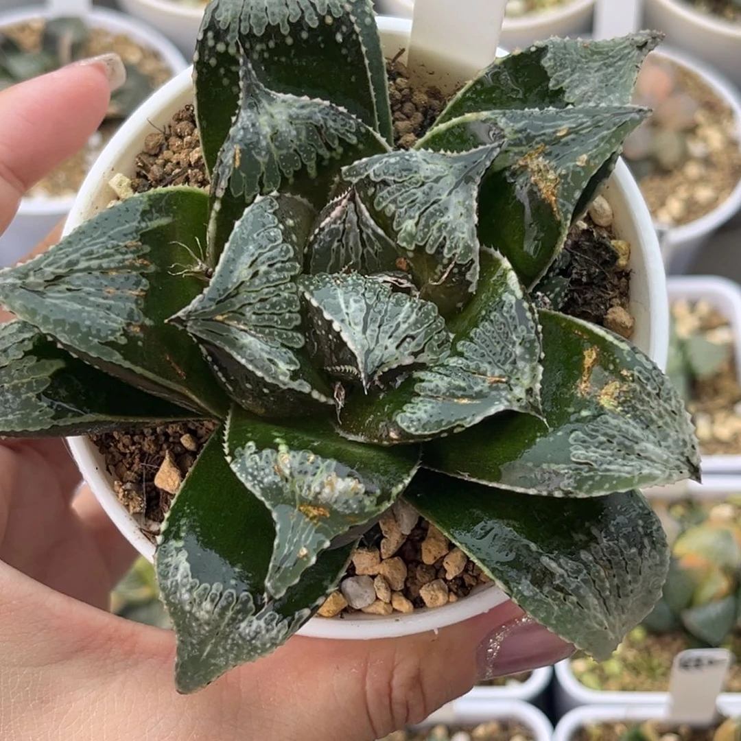 14巨大化武藏芭提雅十二卷多肉