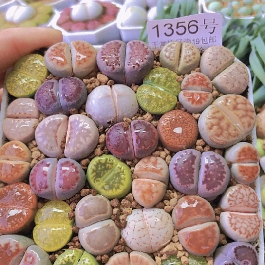 无花朵1356，10厘米盆