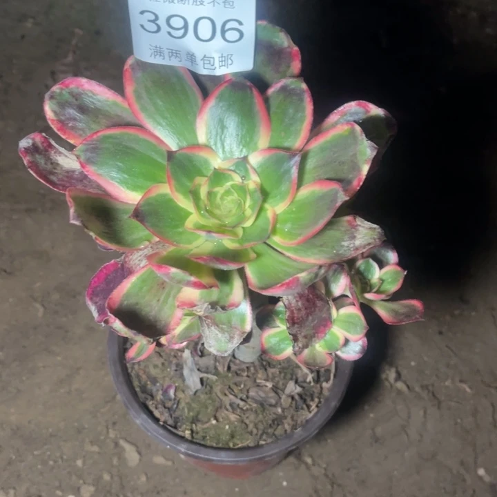 3906红魔女的人多肉的