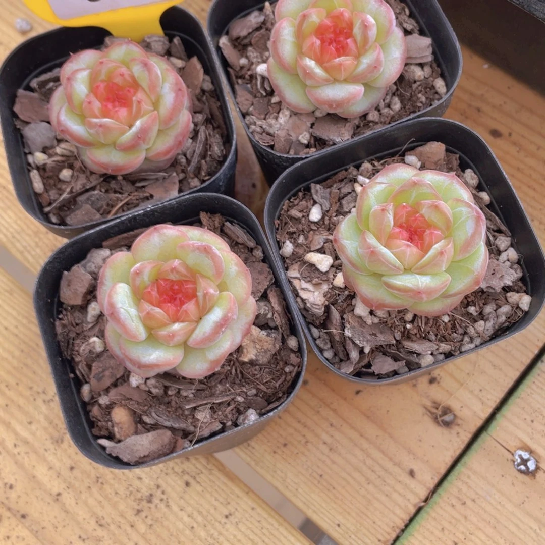 88号 优选红钻宝石珍妮单头一个