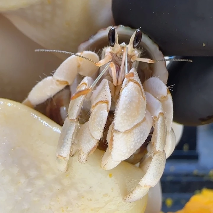 A95奶白 灰白1.1cm口径