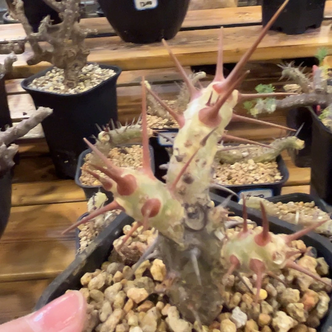 汤圆植物刺月界好看