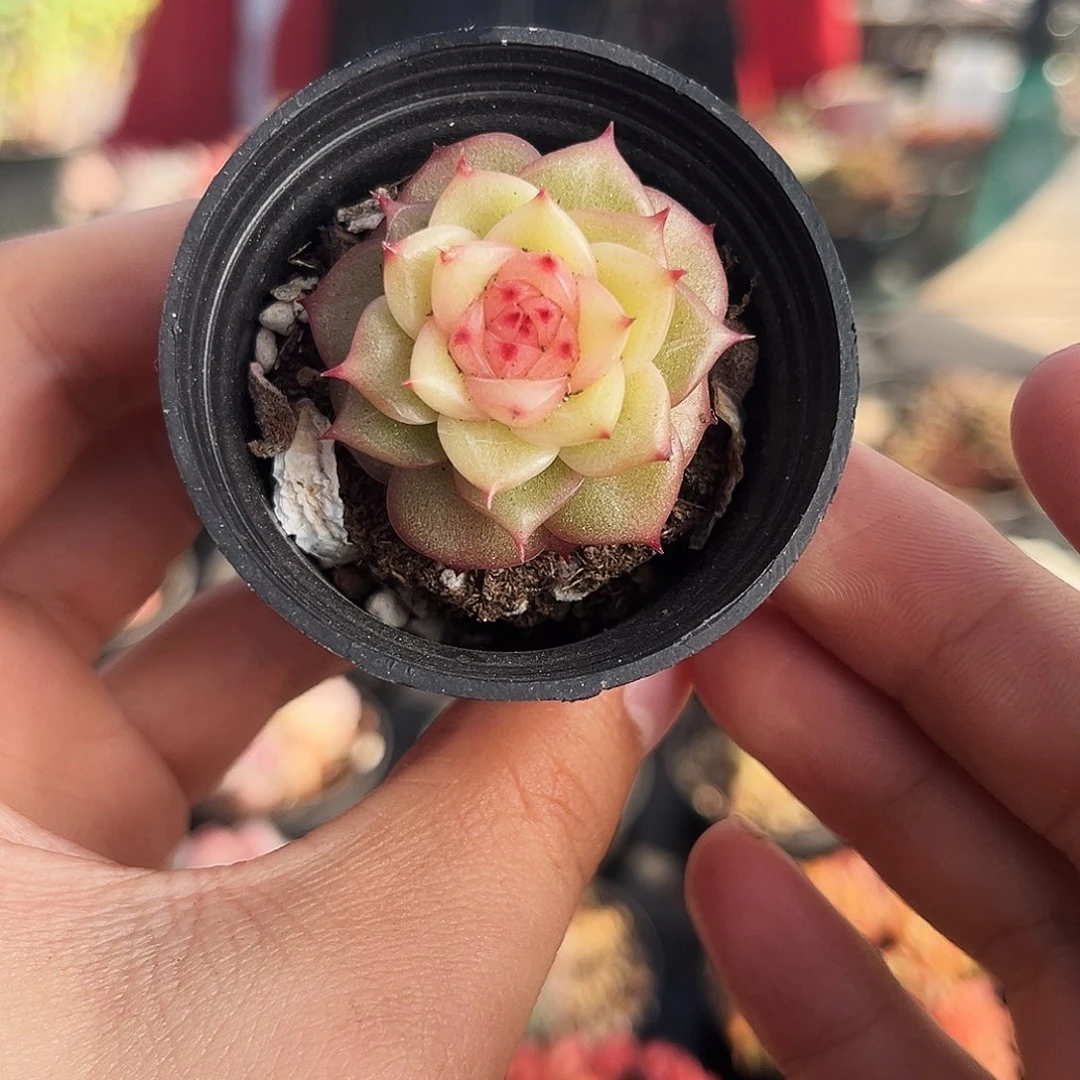 玉玲珑单一物一拍