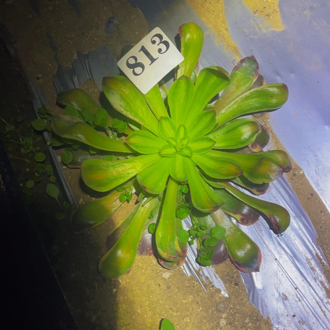 欧佳丽七彩多肉植物813