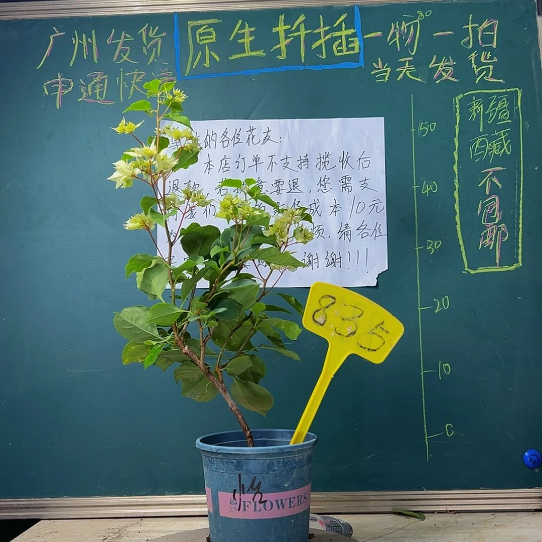 当前无花栽培后可以开花 重瓣怡锦 835
