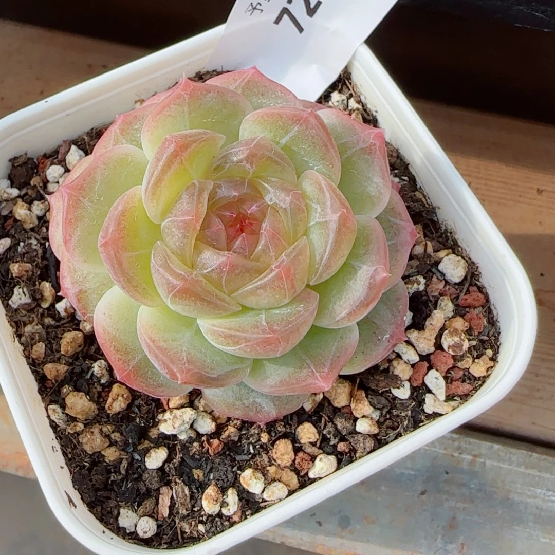 无尽灯，7221多肉植物