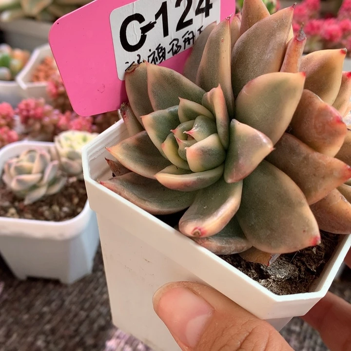 祝福玛丽亚双头有根