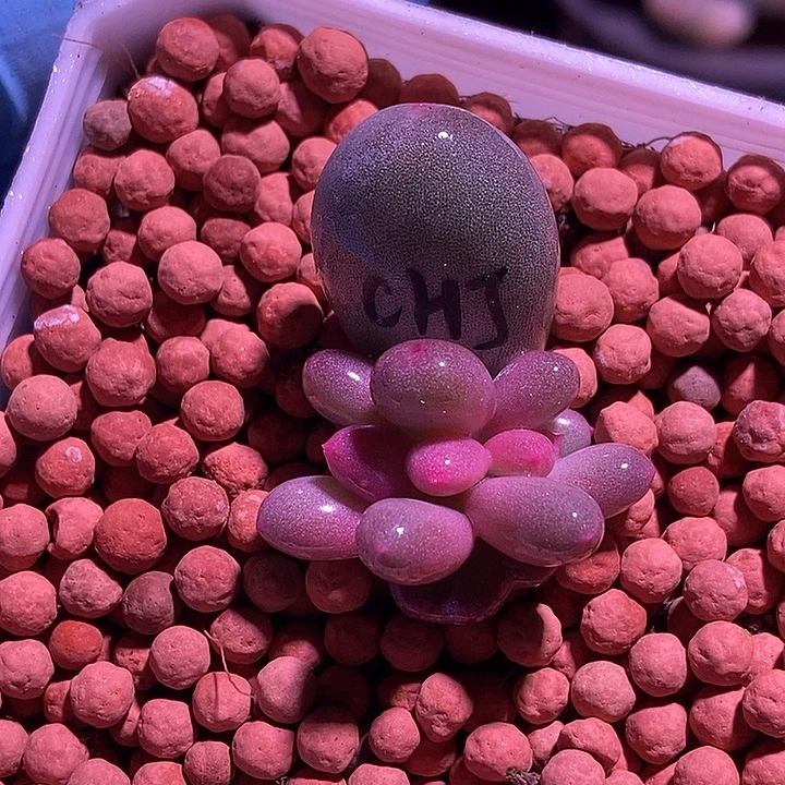 彩虹奶酪锦多肉植物