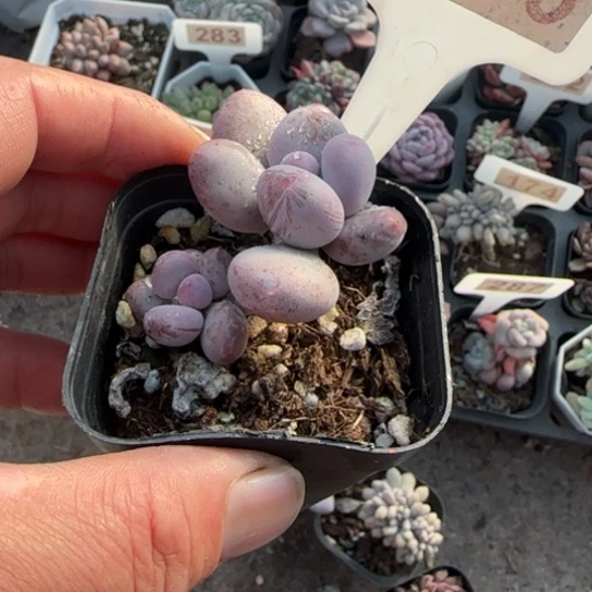 ୧***头33彩虹奶多肉植物多