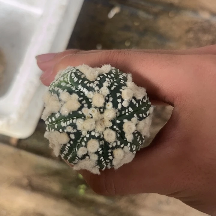 袖蒲接花园海星哈哈