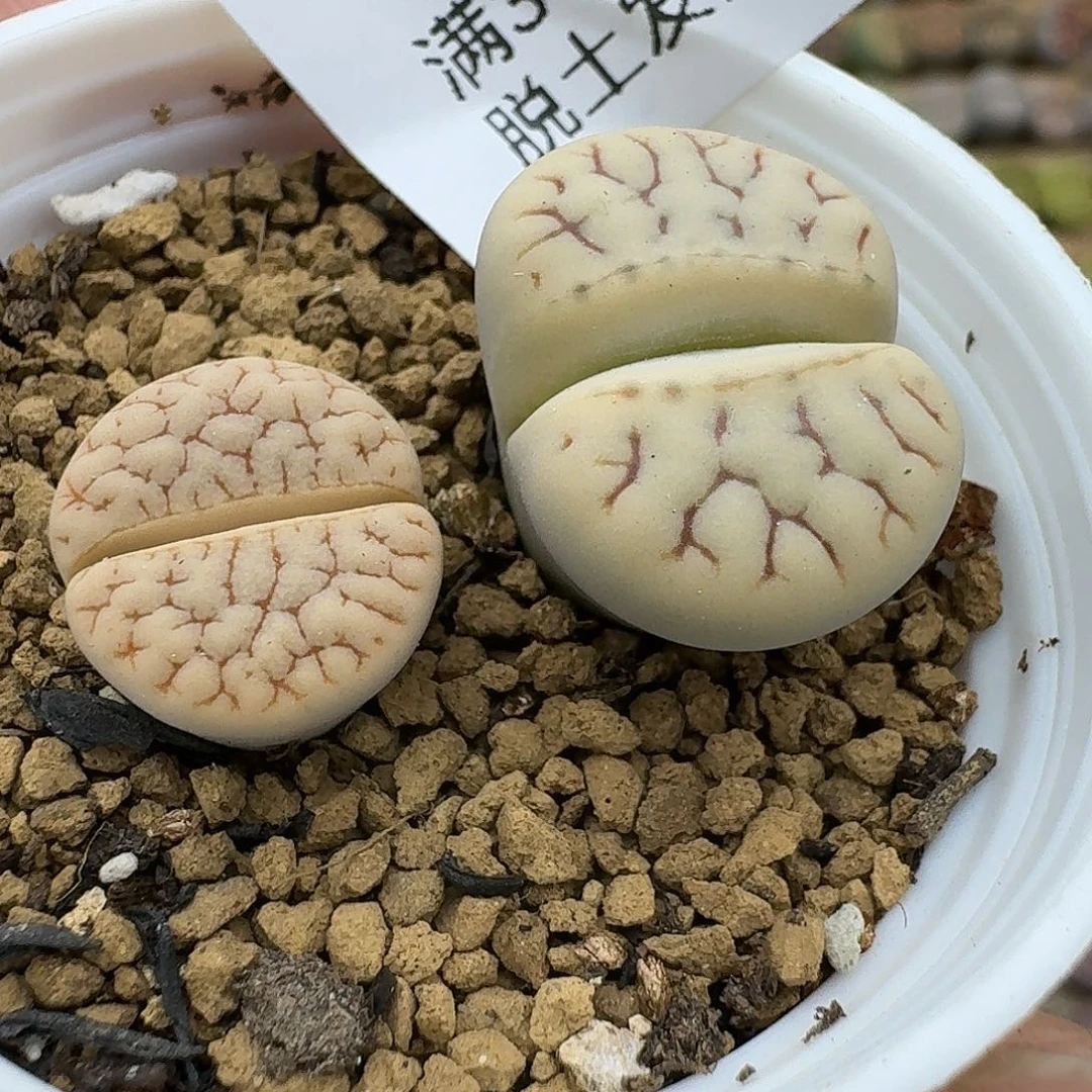 510多肉哈哈哈哈哈哈哈哈哈哈
