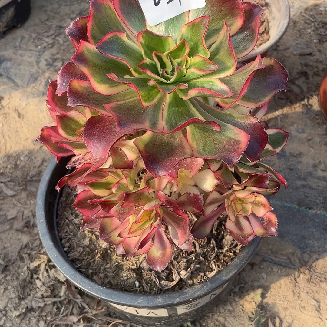 乐***茧法师植物魅影法师024