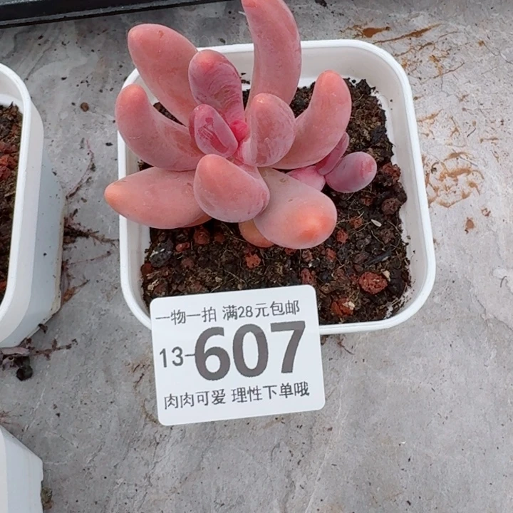红手指无盆土发货多