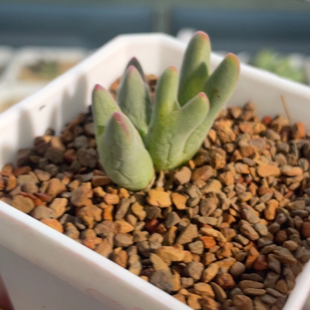 毛体皮卡丘植物一物一拍
