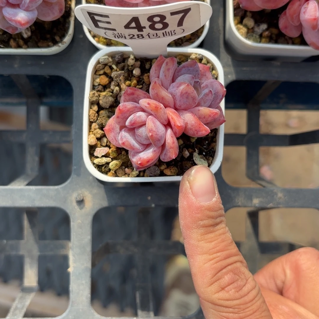 E487橙子一物语拍