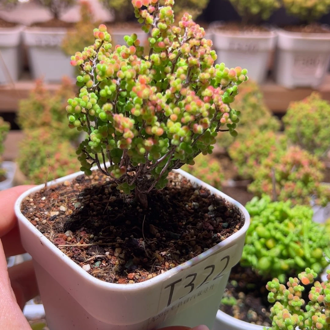 322蜜橘带盆土发货一物一拍