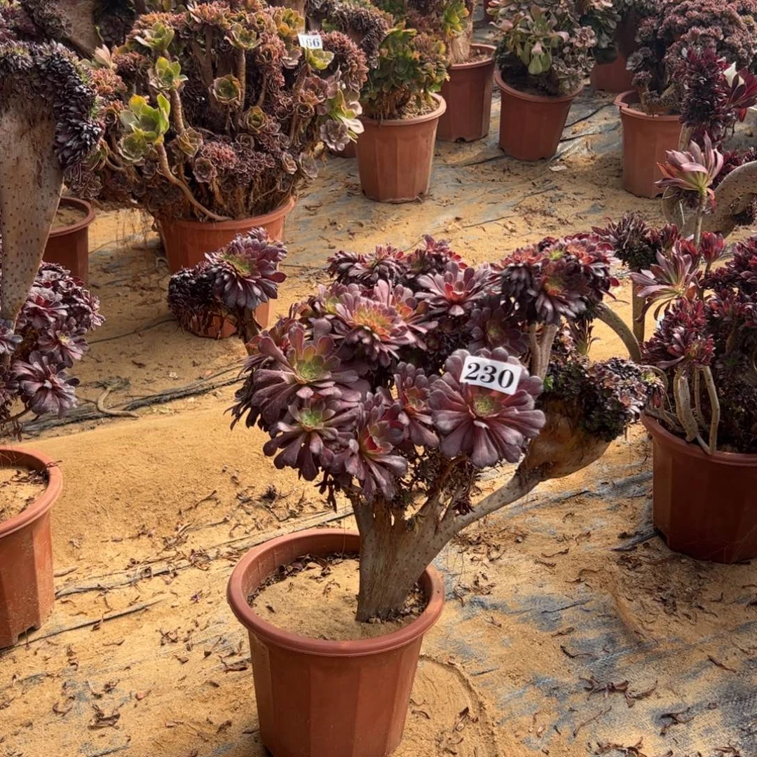 铜壶伤多230官府47