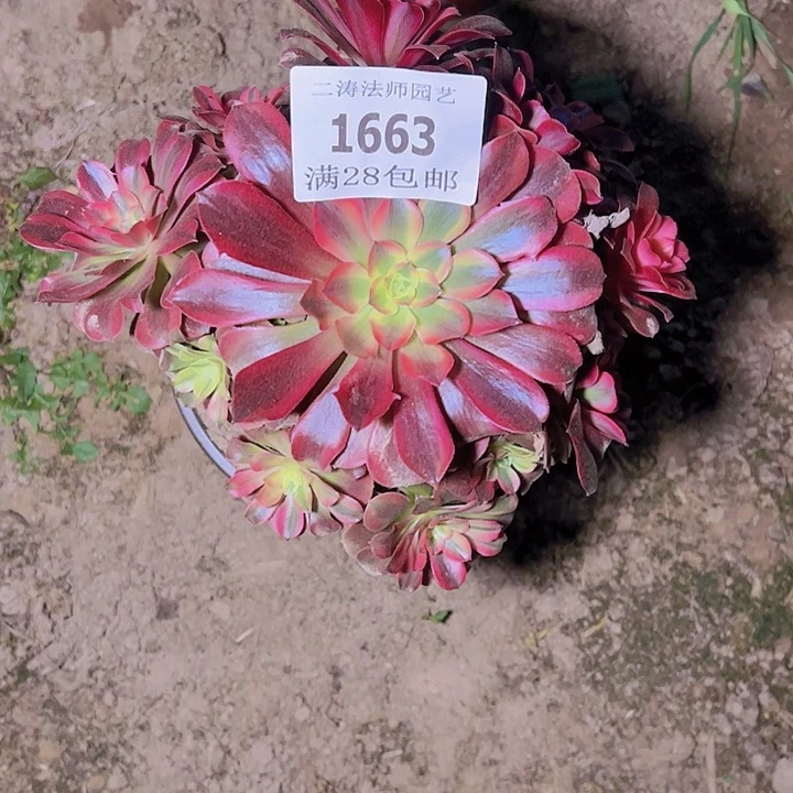 1663美杜莎多肉植物2号