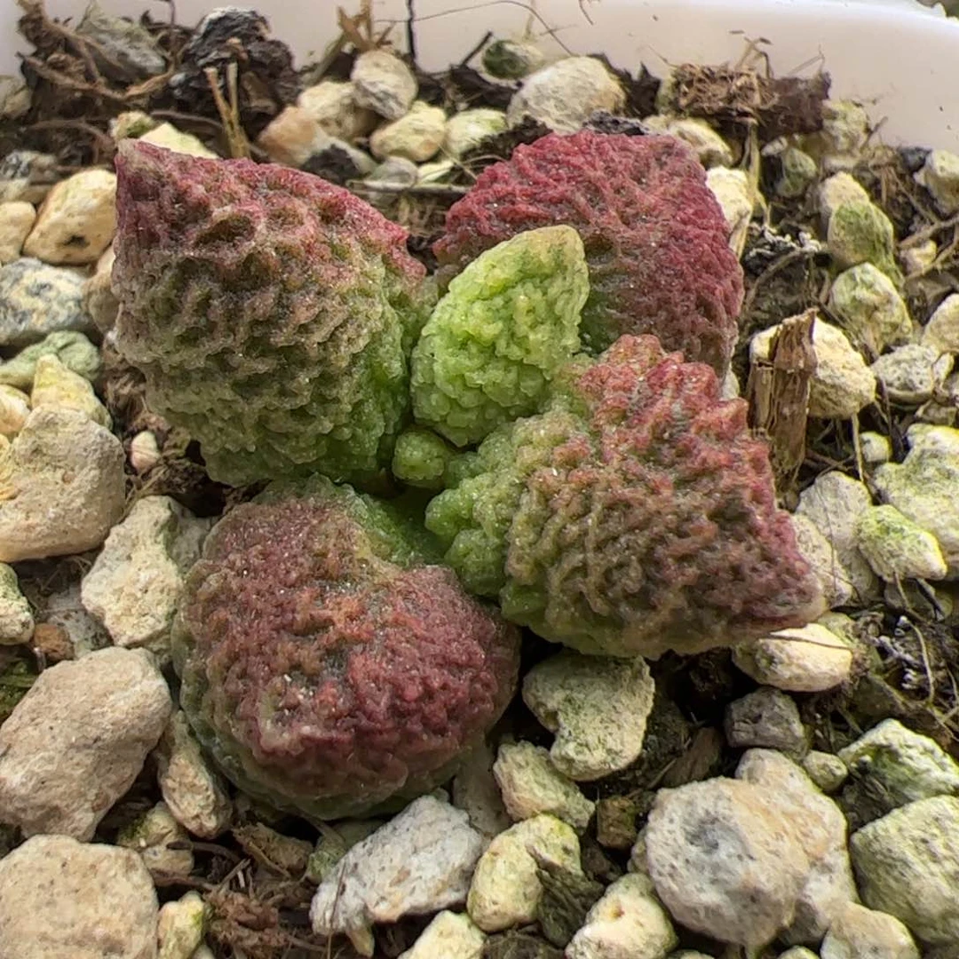 实生新品整颗多肉植物水泡