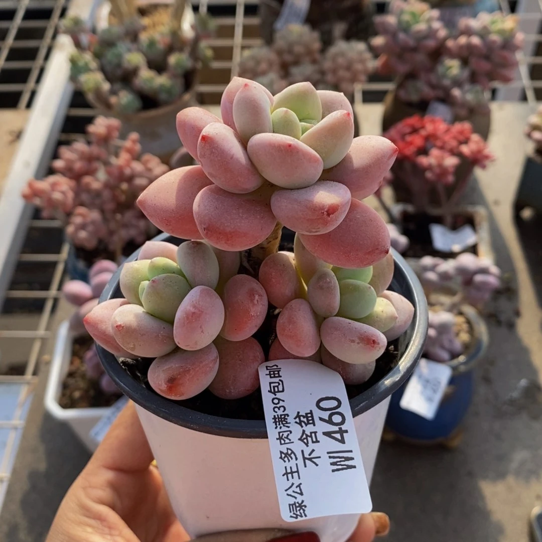 樱花洛神460/7c m