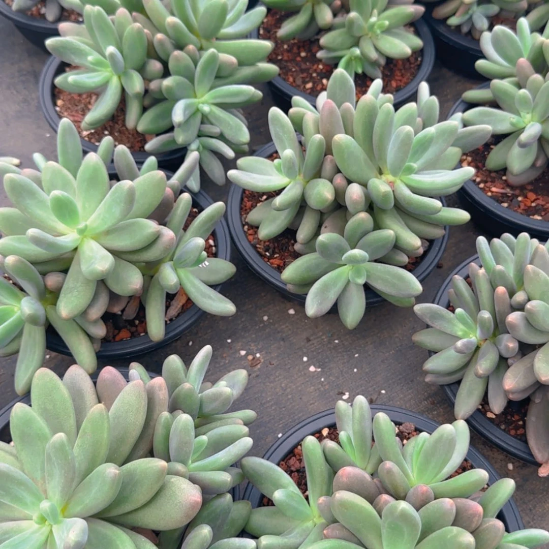 【闪购商品】大糖果美人