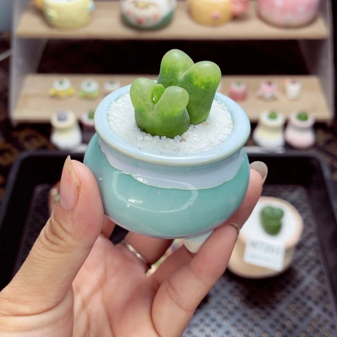 w7207 带盆土发货一物一拍