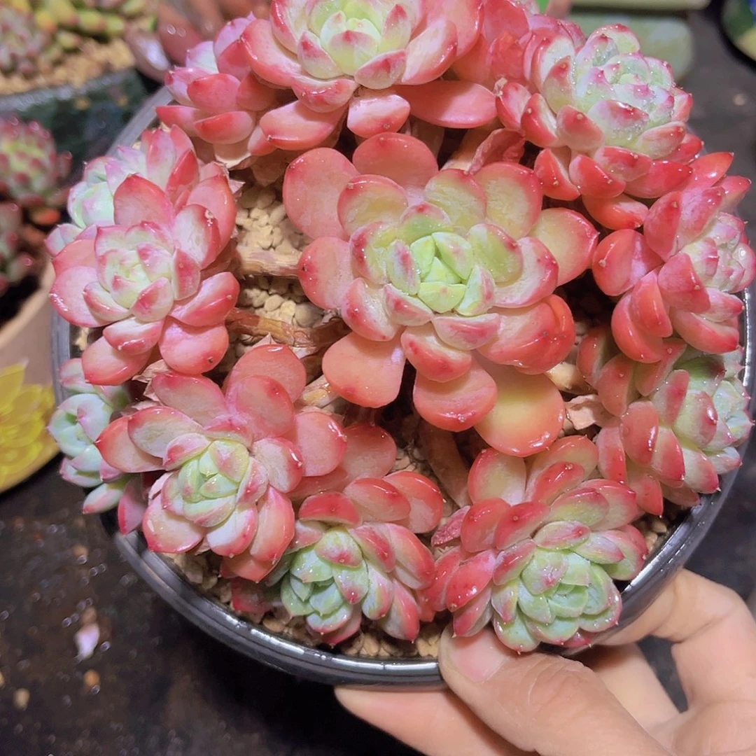 6025冰玉杂多肉植物v