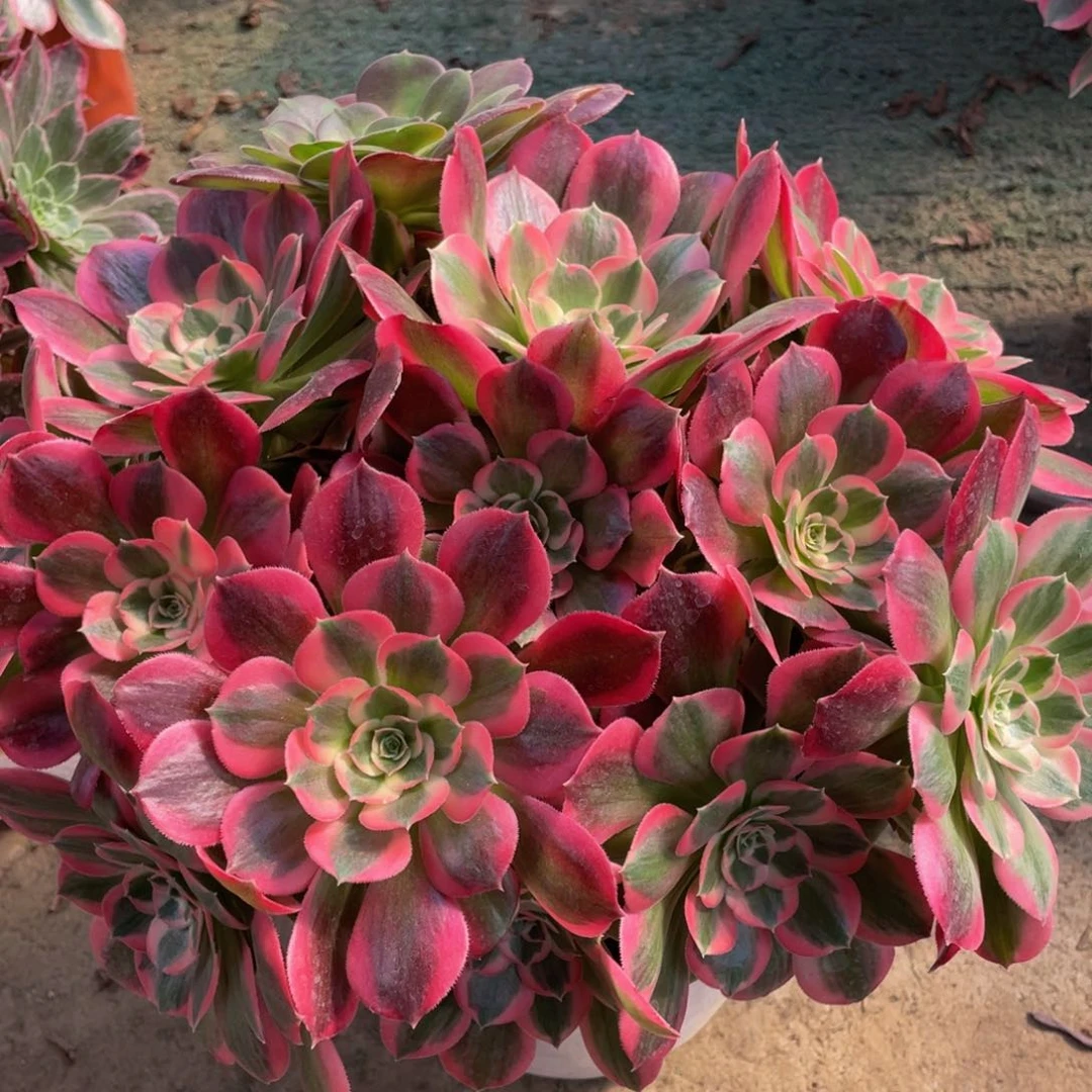 雨*194初恋精品法师多肉