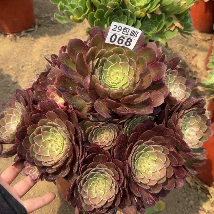 莲花座……多肉植物……