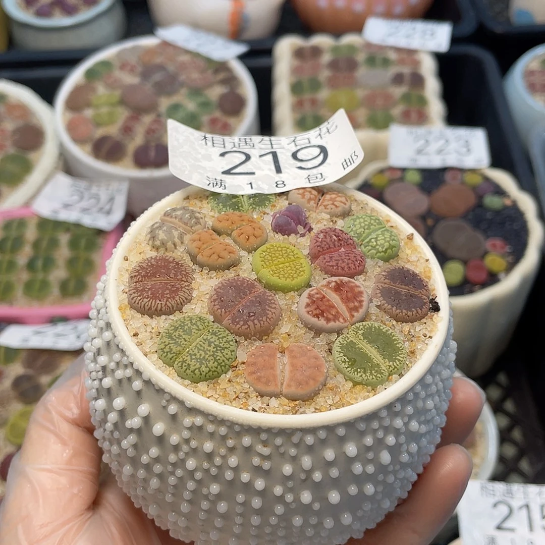 相遇开播福利219