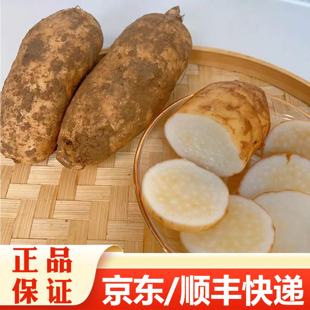 【精选】新鲜天麻 煲汤