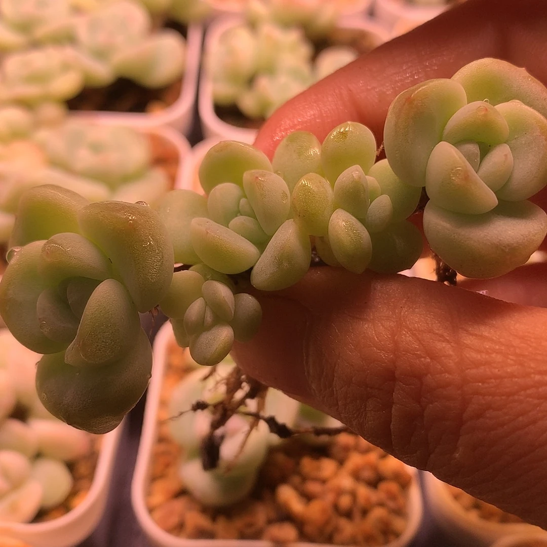 五头冰玉一物一拍