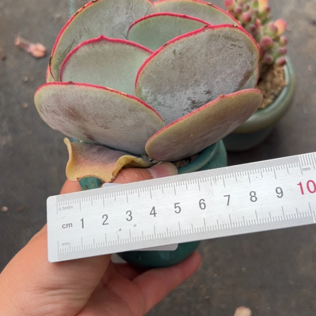 周*周281 多肉植物组合